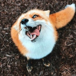 Создать мем: fox, дом лисы, happy fox