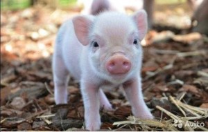 Create meme: little piggy, dwarf pig, mini pig