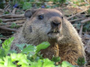 Create meme: marmot, beaver