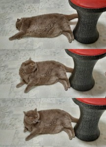 Create meme: cat scratching post with his hands, cat, cats