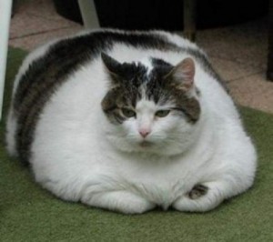 Create meme: photo of fat cat, very fat cat, fat cat