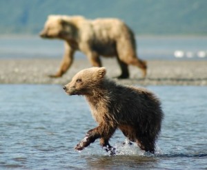 Create meme: Kamchatka brown bear, be anything