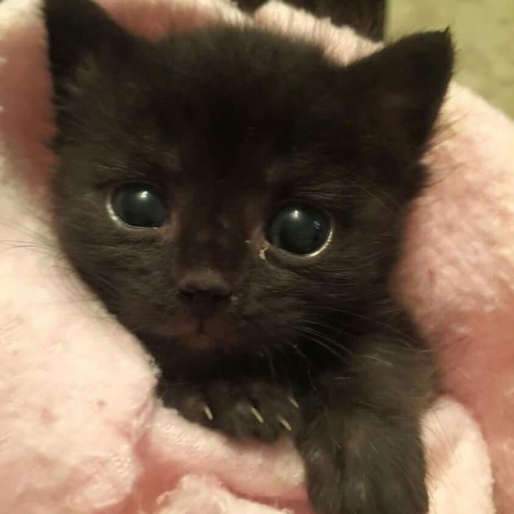 Create meme: seals black, cute kittens, black fluffy kitten