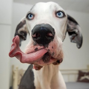Создать мем: фотки смешной собаки дога, смешные гримасы собак, смешные морды собак фото