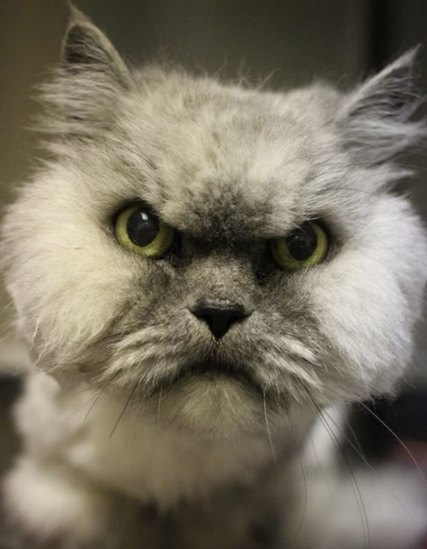 Создать мем: серый сердитый кот, злобный взгляд, манул злой
