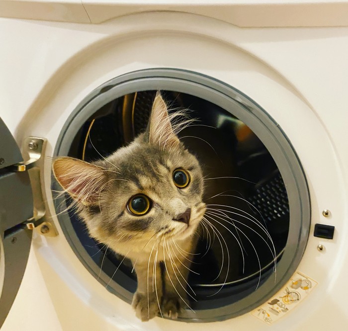 Создать мем: животные домашние, котенок в стиральной машине, кот и стиралка