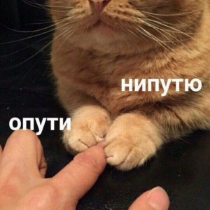 Создать мем: кот, котики, кошки