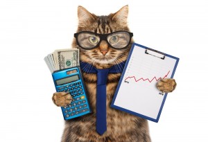 Create meme: cat accountant