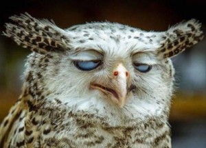 Create meme: funny animals, funny, funny owl