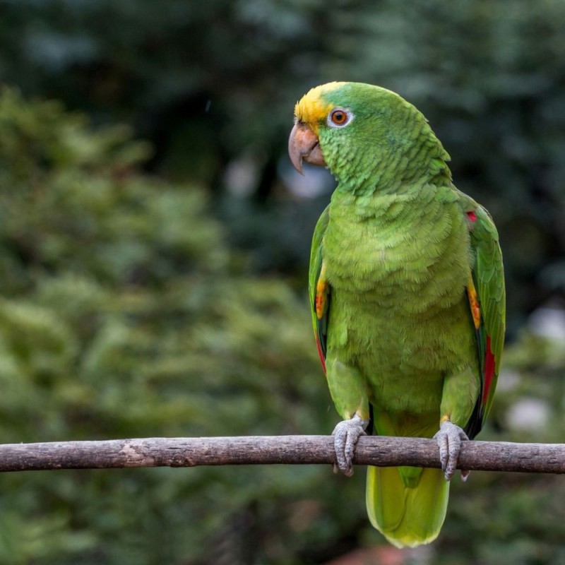 Создать мем: амазонский венесуэльский попугай, венесуэльский амазон попугай, желтолобый амазон попугай
