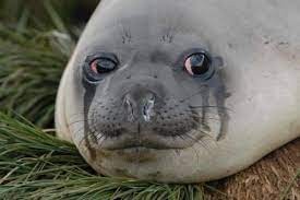 Create meme: seal, sea lion, sad seal