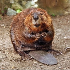 Create meme: interesting facts about beavers, beavers funny pictures, beavers photo of the animal