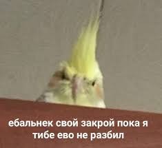 Create meme: Corella parrot funny video, tel meme, parrots for important negotiations