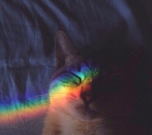 Create meme: cat, cat, rainbow tumblr