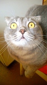 Создать мем: surprised cat, котэ, удивленный кот