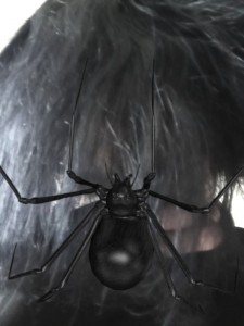 Создать мем: черная вдова, паук каракурт черный, гигантский паук черная вдова