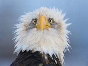 Create meme: animals in shock, eagle, birds