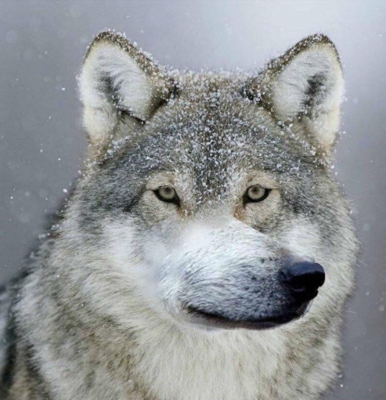 Create meme: wolf wolf wolf meme, memes wolf, wolf muzzle