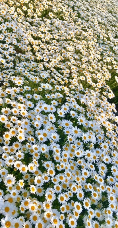 Create meme: daisies summer, lots of daisies, camomile bush