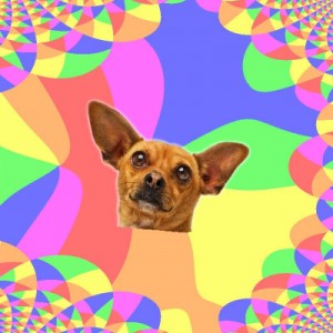 Create meme: Chihuahua, chihuahua, Serenity Chihuahua