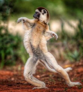 Create meme: sifaka, lemur sifaka