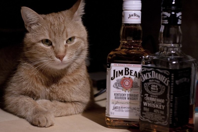 Create meme: cat with whiskey, whiskey, cat with a bottle