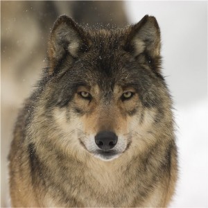 Create meme: wolf full face, wolf , grey wolf 