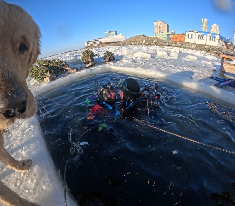 Create meme: Labrador in the fountain, dog , animals are interesting