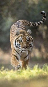 Create meme: animals tiger, the Amur tiger, Bengal tiger