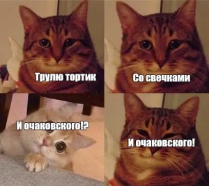 Создать мем: кот кот, кот мем, мем кошка
