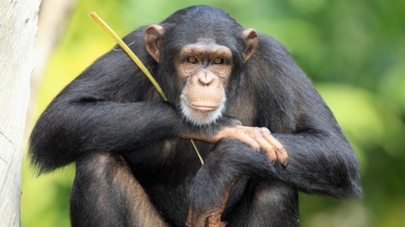 Создать мем: шимпанзе обыкновенный, шимпанзе обезьяна, обезьяна