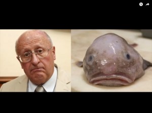 Создать мем: рыба, человек, рыба-капля (psychrolutes marcidus)