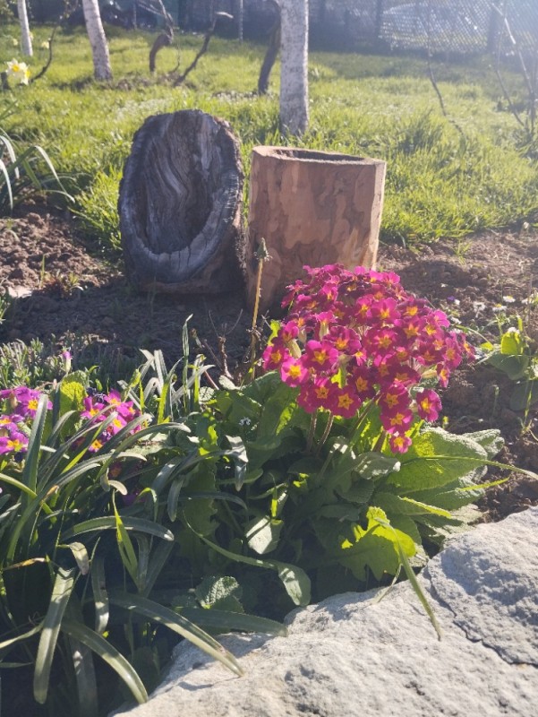 Create meme: Primula, primrose in the garden, primrose garden