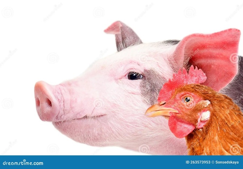 Создать мем: петух и свинья, ветеринар и свинья, животные