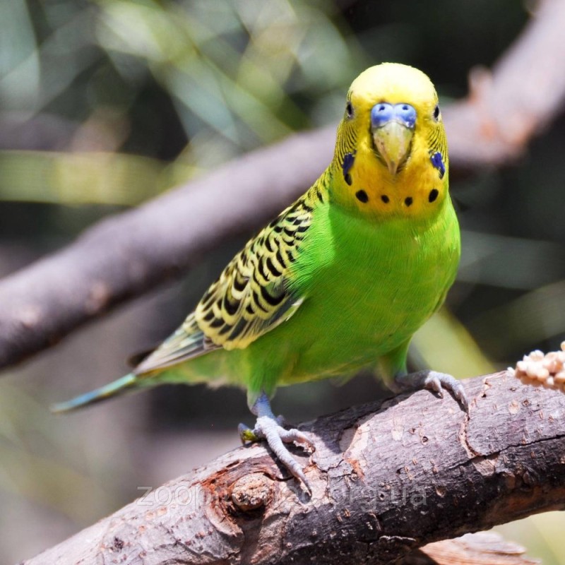 Создать мем: попугай волнистый желтый, волнистый попугайчик зеленый, зелёный волнистый попугай