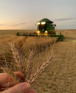 Create meme: wheat field, the wheat harvest, wheat on the field