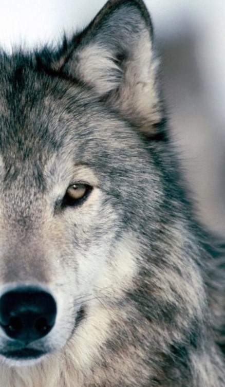 Create meme: proud wolf , grey wolf , the wolf wolf wolf
