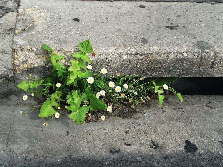 Create meme: a flower in the asphalt, A flower through the asphalt, A flower through the asphalt