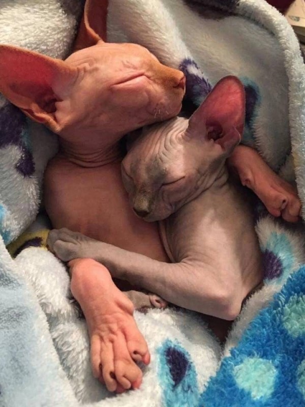 Create meme: the don sphinx cat, The Canadian sphinx kitten, Sphynx 