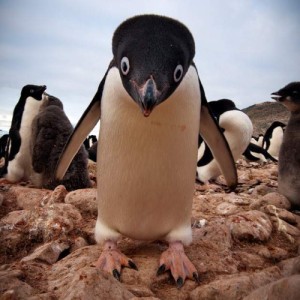 Create meme: hayvanlar, funny animals, cute penguin