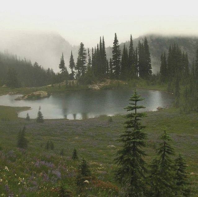 Create meme: blurred image, taiga in the fog, lake in the taiga