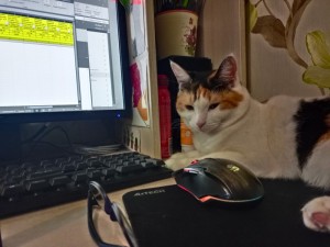 Create meme: the cat at the computer, cat, Pets