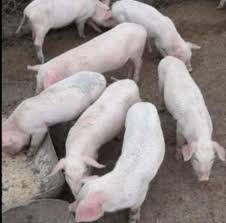 Create meme: large white breed of pigs, Landrace breed of pigs
