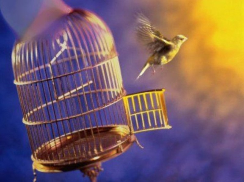 Create meme: the bird flies out of the cage, a bird in a golden cage, birds in a cage