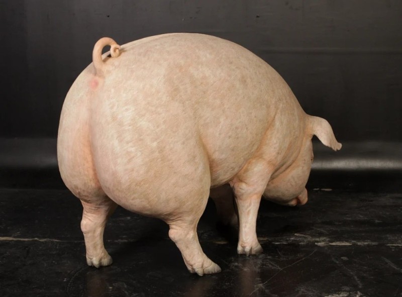 Create meme: breed of duroc pigs, porcine pig breed of pigs, fat old pig