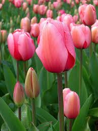 Create meme: tulip van eyck, tulips , tulip jumbo pink