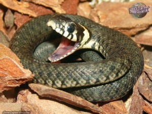 Create meme: Viper snake, pictures of snake and Viper, adder