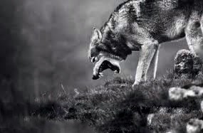 Create meme: wolf wolf, the wolf wolf wolf, the lone wolf 