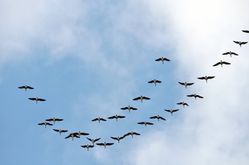 Create meme: migratory birds crane wedge, a flock of cranes in the sky, a wedge of cranes in the sky