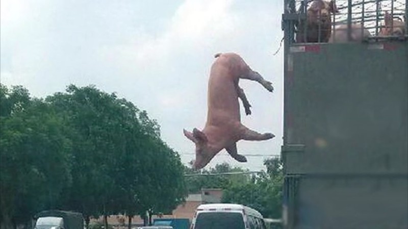 Create meme: the pig jumped out of the truck, jump , flying pig
